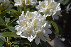 Chionoides Rhododendron (Rhododendron catawbiense 'Chionoides') at Lakeshore Garden Centres