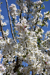 Sugar Tyme Flowering Crab (Malus 'Sugar Tyme') at Lakeshore Garden Centres