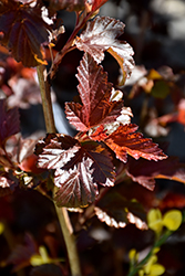 Ruby Spice Ninebark (Physocarpus opulifolius 'Ruby Spice') at Lakeshore Garden Centres