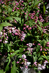 Yuki Cherry Blossom Deutzia (Deutzia 'NCDX2') at Peter Knippel Garden Centre