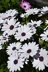 Tradewinds White African Daisy (Osteospermum 'Tradewinds White') at Lakeshore Garden Centres