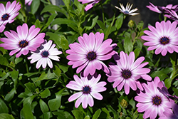 Tradewinds Pink African Daisy (Osteospermum 'Tradewinds Pink') at Lakeshore Garden Centres