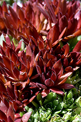 Red Rubin Hens And Chicks (Sempervivum 'Red Rubin') at Peter Knippel Garden Centre