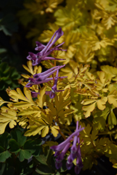 Berry Exciting Corydalis (Corydalis 'Berry Exciting') at Lakeshore Garden Centres