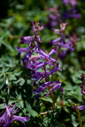 Blackberry Wine Corydalis (Corydalis 'Blackberry Wine') at Lakeshore Garden Centres