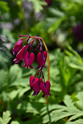 Bacchanal Pacific Bleeding Heart (Dicentra formosa 'Bacchanal') at Lakeshore Garden Centres
