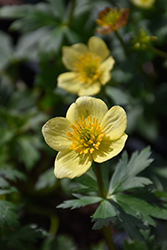 American Globeflower (Trollius laxus) at Lakeshore Garden Centres