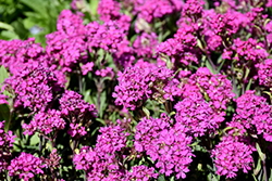 Lely Deep Rose Arctic Campion (Lychnis alpina 'Lely Deep Rose') at Lakeshore Garden Centres