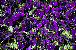 Sorbet Blackberry Pansy (Viola 'Sorbet Blackberry') at Lakeshore Garden Centres