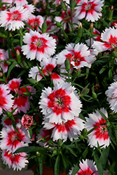 Super Parfait Red Peppermint Pinks (Dianthus 'Super Parfait Red Peppermint') at Lakeshore Garden Centres
