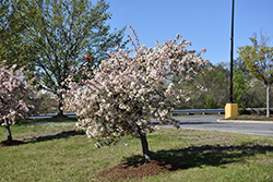 Candymint Flowering Crab (Malus sargentii 'Candymint') at Lakeshore Garden Centres