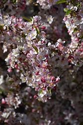 Candymint Flowering Crab (Malus sargentii 'Candymint') at Lakeshore Garden Centres