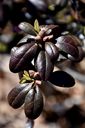 Thunder Rhododendron (Rhododendron 'Thunder') at Lakeshore Garden Centres