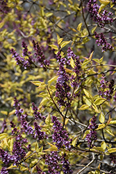 Spring Rainbow Lilac (Syringa vulgaris 'Weston's Rainbow') at Lakeshore Garden Centres