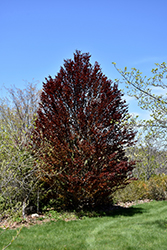 Dwarf Purple Beech (Fagus sylvatica 'Purpurea Nana') at Lakeshore Garden Centres