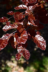Dwarf Purple Beech (Fagus sylvatica 'Purpurea Nana') at Lakeshore Garden Centres