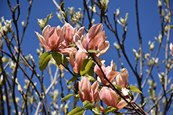 Coral Reef Magnolia (Magnolia 'Coral Reef') at Lakeshore Garden Centres