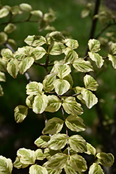 Angela Palmer Chinese Dogwood (Cornus kousa 'Angela Palmer') at Lakeshore Garden Centres