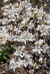 White Flowered Azalea (Rhododendron vaseyi 'Albiflora') at Lakeshore Garden Centres