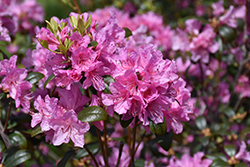 Little Olga Rhododendron (Rhododendron 'Little Olga') at Lakeshore Garden Centres