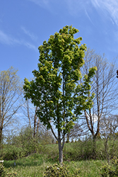 Manchurian Maple (Acer mandshuricum) at Lakeshore Garden Centres