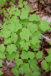 White Inside-Out Flower (Vancouveria hexandra) at Lakeshore Garden Centres