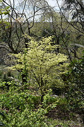 Shigitatsu Sawa Japanese Maple (Acer palmatum 'Shigitatsu Sawa') at Lakeshore Garden Centres