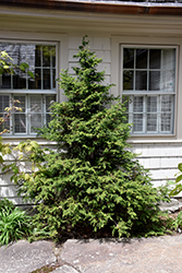 Torulosa Dwarf Hinoki Falsecypress (Chamaecyparis obtusa 'Torulosa') at Lakeshore Garden Centres