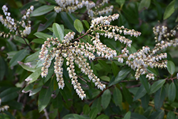 Mountain Pieris (Pieris floribunda) at Lakeshore Garden Centres