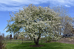 Snowdrift Flowering Crab (Malus 'Snowdrift') at Lakeshore Garden Centres