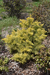 Winter Gold White Fir (Abies concolor 'Winter Gold') at Lakeshore Garden Centres