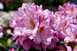 Lavender Princess Rhododendron (Rhododendron 'Lavender Princess') at Lakeshore Garden Centres
