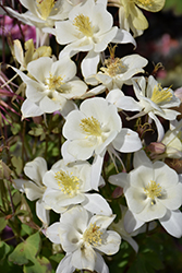 Origami White Columbine (Aquilegia 'Origami White') at Lakeshore Garden Centres