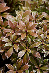 Little Heath Japanese Pieris (Pieris japonica 'Little Heath') at Lakeshore Garden Centres