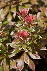 Little Heath Japanese Pieris (Pieris japonica 'Little Heath') at Lakeshore Garden Centres