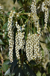 Historyland Supreme Japanese Pieris (Pieris japonica 'Historyland Supreme') at Lakeshore Garden Centres