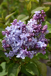 Nadezhda Lilac (Syringa vulgaris 'Nadezhda') at Lakeshore Garden Centres