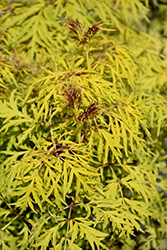 Lemony Lace Elder (Sambucus racemosa 'SMNSRD4') at Peter Knippel Garden Centre
