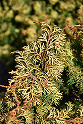 Golden Nymph Hinoki Falsecypress (Chamaecyparis obtusa 'Golden Nymph') at Lakeshore Garden Centres