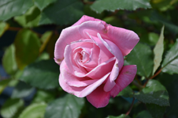 Belinda's Dream Rose (Rosa 'Belinda's Dream') at Lakeshore Garden Centres