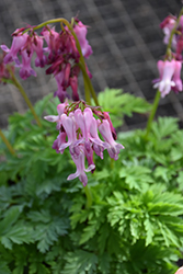 Bleeding Heart (Dicentra eximia) at Lakeshore Garden Centres
