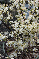 Beach Plum (Prunus maritima) at Lakeshore Garden Centres