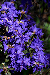 Blue Baron Rhododendron (Rhododendron 'Blue Baron') at Lakeshore Garden Centres