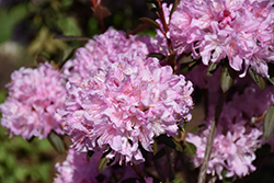 Pride Of Split Rock Rhododendron (Rhododendron 'Pride Of Split Rock') at Lakeshore Garden Centres