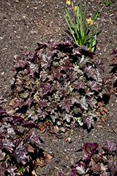 Raspberry Chiffon Coral Bells (Heuchera 'Raspberry Chiffon') at Lakeshore Garden Centres