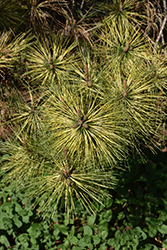Dragon's Eye Japanese Red Pine (Pinus densiflora 'Oculus Draconis') at Lakeshore Garden Centres