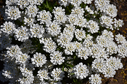Whiteout Candytuft (Iberis sempervirens 'Whiteout') at Lakeshore Garden Centres