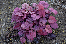 Grape Soda Coral Bells (Heuchera 'Grape Soda') at Peter Knippel Garden Centre