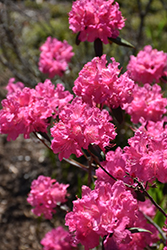 Landmark Rhododendron (Rhododendron 'Landmark') at Lakeshore Garden Centres