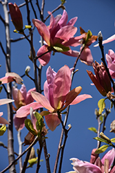 Daybreak Magnolia (Magnolia 'Daybreak') at Lakeshore Garden Centres